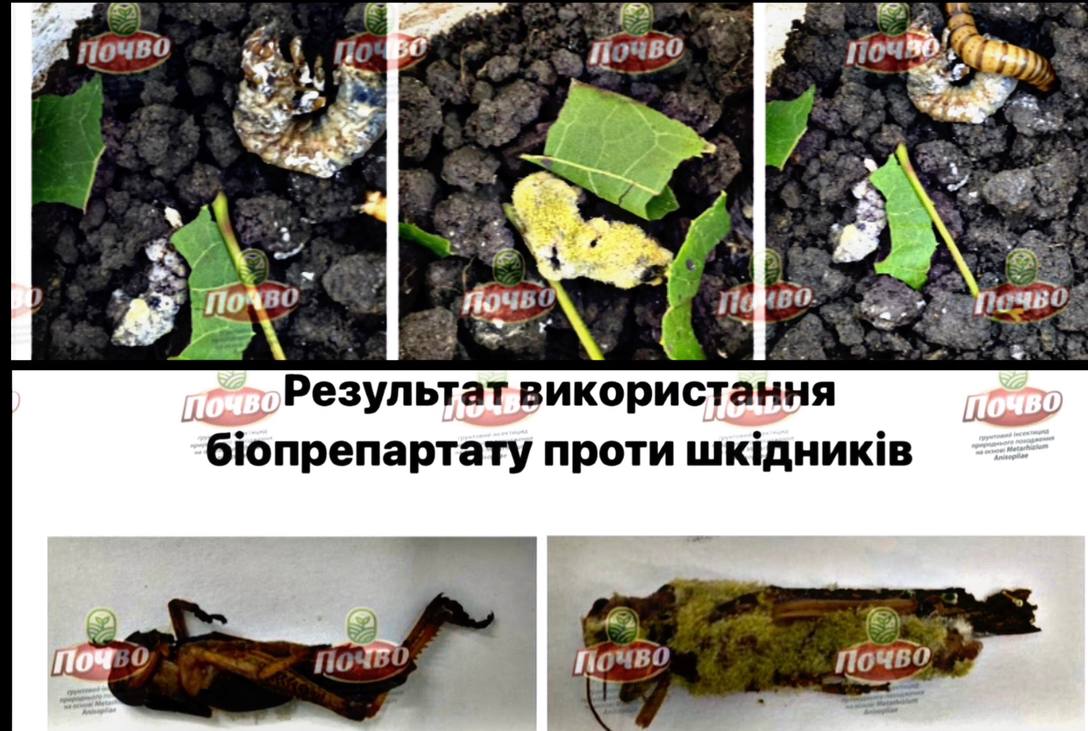 ПОЧВО грунтовий інсектицид на основі хижих грибів Metarhizium Anisopliaie та Beauveria Bassiana